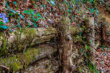 Forest Walkway fence 