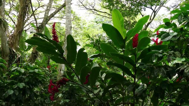 Coffee plantation Selva Negra