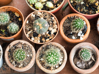 top view of cactus pot with variety of succulents in the plant