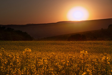 Sunset in the countryside. Dusk over rape field. Flying insects above the rape field illuminated by the setting sun.