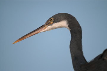 profile view of gray heron head