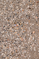 Trozos de conchas en la playa