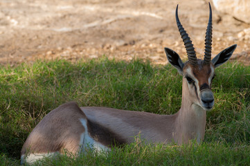 Naklejka na ściany i meble springbock antilope resting in shade