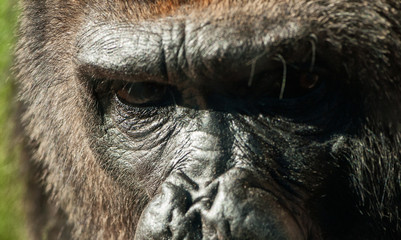 close-up of gorilla  face and eyes © baseArt