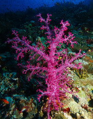 Fototapeta na wymiar Purple soft coral in sharks reef