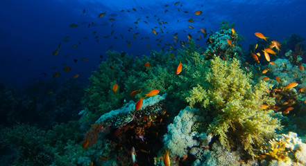Naklejka na ściany i meble Sea goldie fish swim inside the coral garden in a dramatic light