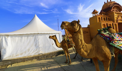 Camel ride at great Rann of Kutch (Rann Utsav), Gujarat
