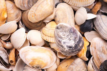 Colorfool seashells background