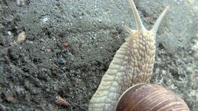 Snail Crawls On A Concrete Stone Plate Up. Macro of Beautiful Helix Pomatia Snail Crawls Asphalt Street. Snail On A Road