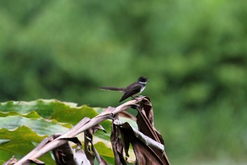 Pied Fantail (Rhipidura javanica) in Borneo, Malaysia - ムナオビオウギビタキ