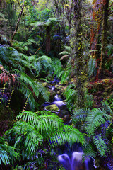 Temperate rain forest, South Island, New Zealand.Track - Mount Aspiring National Park