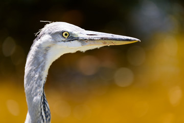 アオサギのクローズアップ