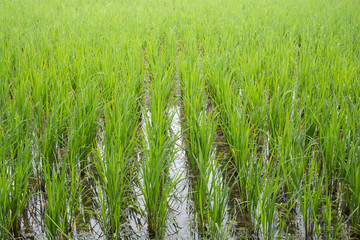 green field rice