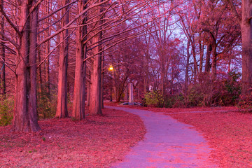 The footpath and trunks of hornbeams in the Piedmont Park in beautiful pink glow of twilight, Atlanta, USA