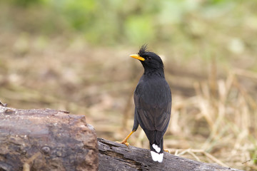 The Mynas Bird starling on the tree.