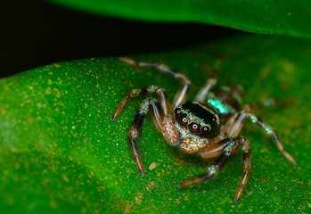Jumping spider rest on green leaf