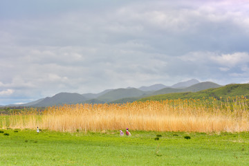 Landscape with pheasants/On a spring field on a background of mountains of the Sikhote-Alin, far Eastern grazing pheasants