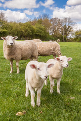 Naklejka na ściany i meble Ewe and her lambs graze in a field on a sunny Spring day