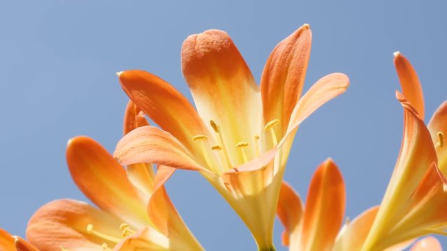 Orange monocot flowering lily plant close-up 4K 2160p 30fps UltraHD footage - Beautiful Clivia miniata plant bulbs against blue sky 3840X2160 UHD video 