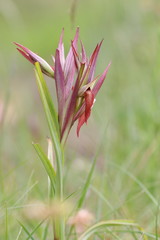 Fototapeta premium Serapias dans une prairie méditerranéenne 