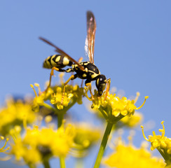 Naklejka premium Wasp on yellow flower in nature