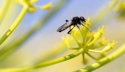 Black insect on a yellow flower in nature.
