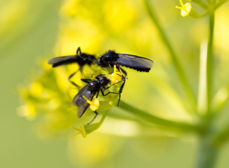 Black insect on a yellow flower in nature.