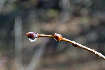 Капля росы на молодой ветке весеннего дерева ранним утром.