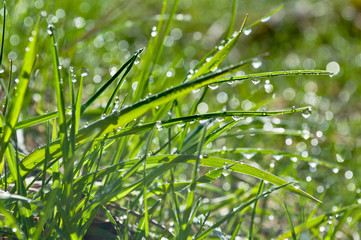 Весенняя трава покрыта мелкими каплями утренней росы. Капли сверкают в первых лучах утреннего солнца.