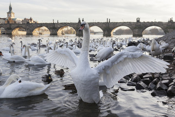 White swan on lake