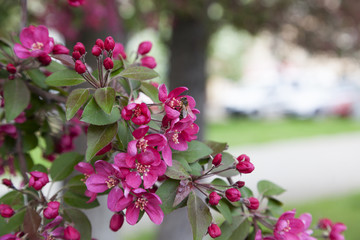 Spring tree bloom background