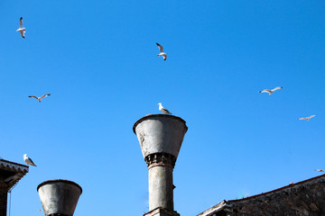 Gabbiani in volo
