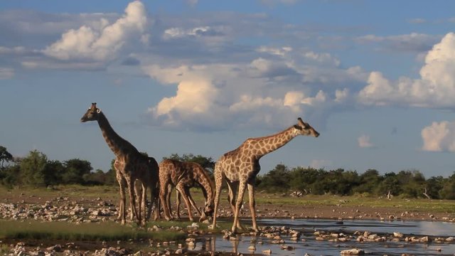 Giraffes drinking at a water hole, Etosha National Park, Namibia, Africa