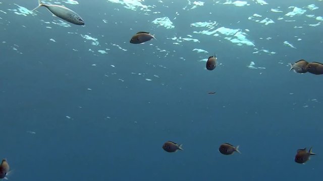 School of fish in the blue in Caribbean sea