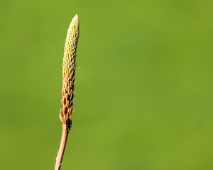 Unopened flower bud in nature