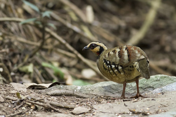This picture shows am image of Partridge , feeding in forest