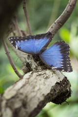 Blue Morphus butterfly