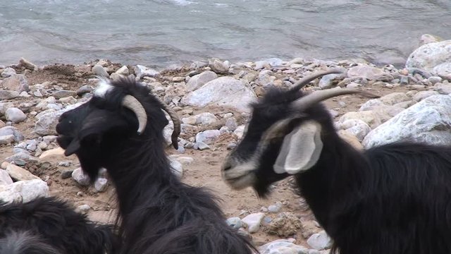 Group of goats in Todra Gorge