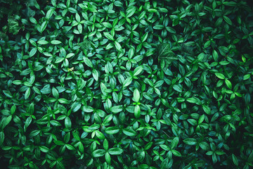 Perfect green leaf for background