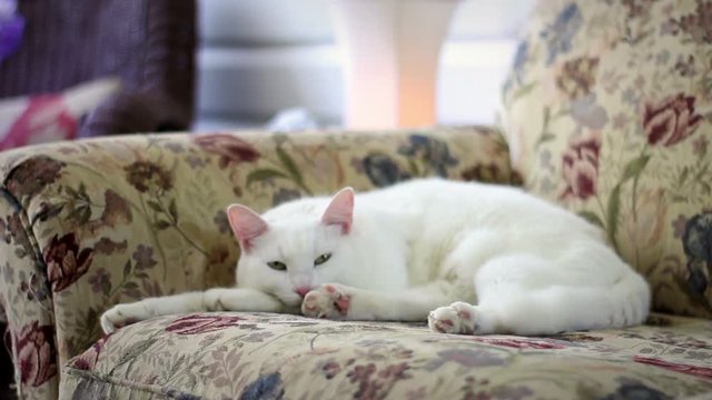 Fluffy adorable white kitten resting on floral couch in breezeway
