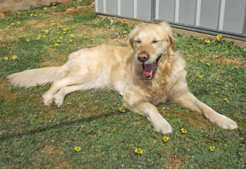 golden retriever dog yawning with eyes closed