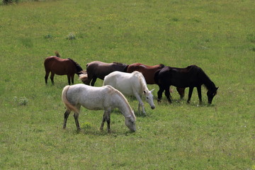 Obraz premium Cheval blanc