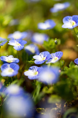 Little blue flowers in the nature