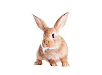 Funny redhead rabbit