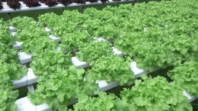 Hydroponics vegetables growing in greenhouse, Thailand