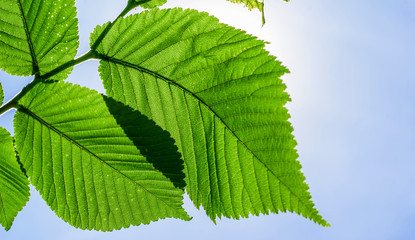 Hazel Green leaves against the sky, sunlight