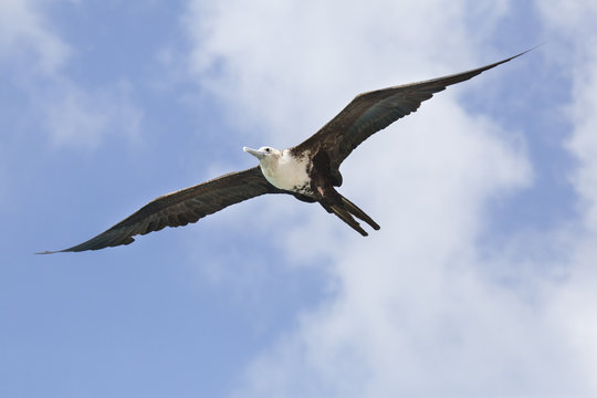 Fregattvogel in der Karibik (Curacao)
