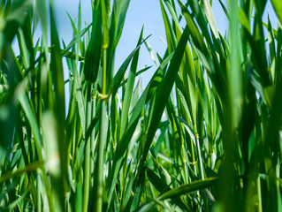 Winter wheat. Field, nature, background