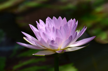 Purple Lotus.