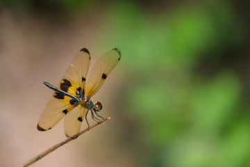 dragon fly with yellow wing hang on the branch 